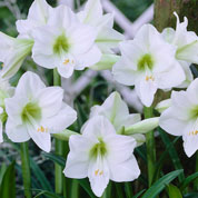 Amaryllis, White, single